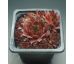 Sempervivum FLAMMENSCHWERT