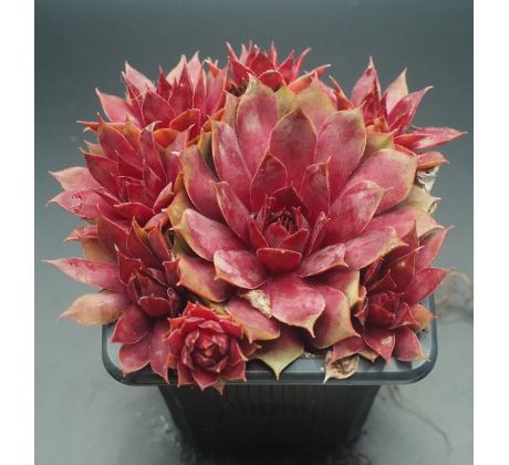 Sempervivum FREE SPIRIT