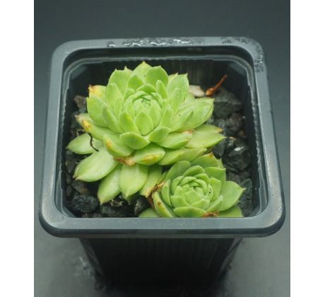 Sempervivum FROSCHKÖNIG