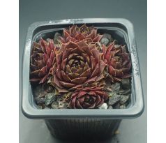 Sempervivum GARGAMEL