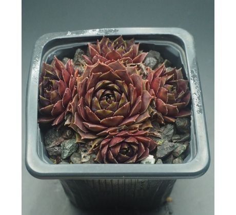 Sempervivum GARGAMEL