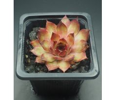 Sempervivum GINGER NUT