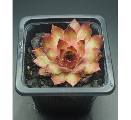 Sempervivum GINGER NUT