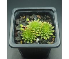 Sempervivum GLÜHWÜRMCHEN