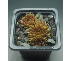 Sempervivum GOLDSCHATZ