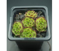 Sempervivum GREEN FELLOW