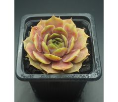 Sempervivum GREY GHOST