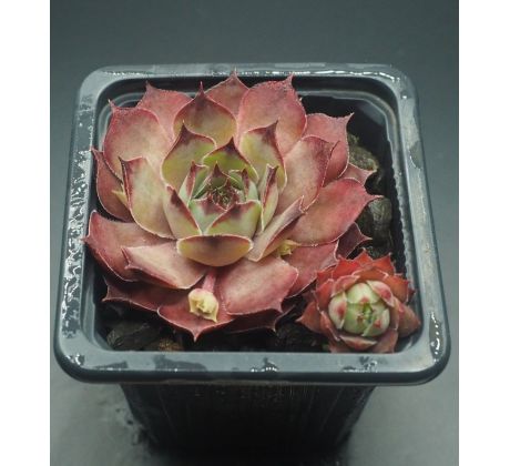 Sempervivum GREY STAR