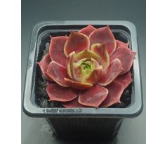 Sempervivum GRÜNRAND