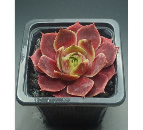 Sempervivum GRÜNRAND