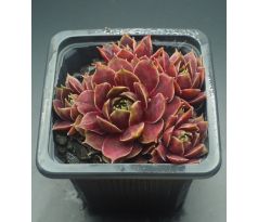 Sempervivum HANNE