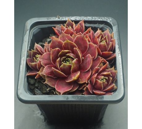 Sempervivum HANNE