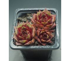 Sempervivum HARLEQUIN ROUGE