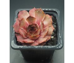 Sempervivum HAVENDIJKS BROWN TIP