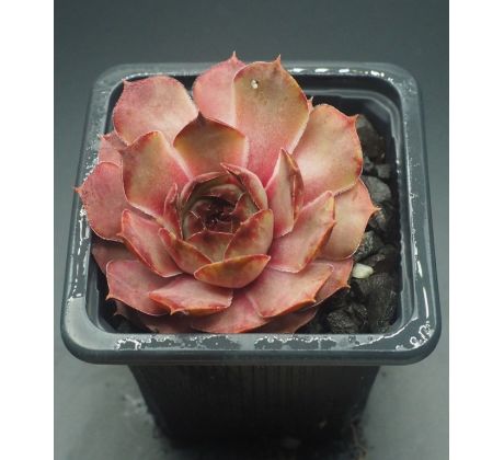 Sempervivum HAVENDIJKS BROWN TIP