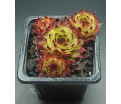 Sempervivum ANDINN ANDRAS