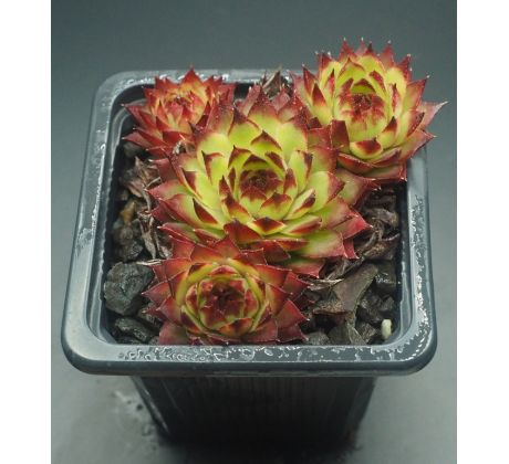 Sempervivum ANDINN ANDRAS