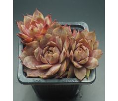 Sempervivum HAVENDIJKS TIGER