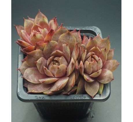 Sempervivum HAVENDIJKS TIGER