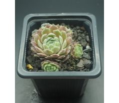 Sempervivum HIGHLAND MIST