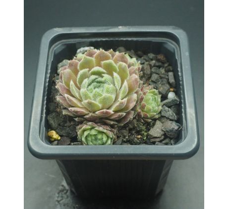 Sempervivum HIGHLAND MIST