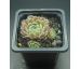 Sempervivum HIGHLAND MIST