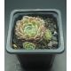 Sempervivum HIGHLAND MIST