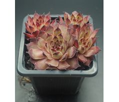 Sempervivum HOCUS POCUS