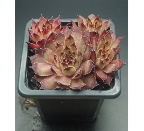 Sempervivum HOCUS POCUS