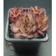 Sempervivum HOCUS POCUS