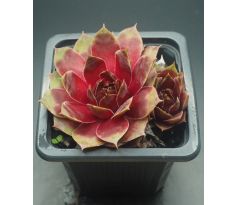 Sempervivum HODI`S KUGEL