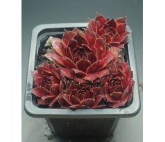 Sempervivum HONIGMOND