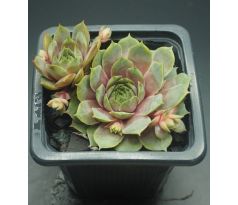 Sempervivum HUNOEH WÔR