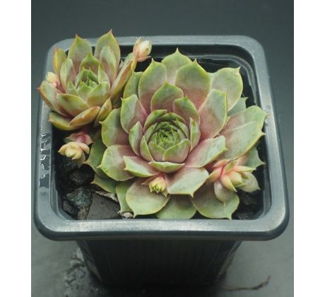 Sempervivum HUNOEH WÔR