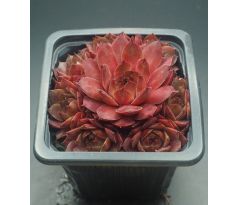 Sempervivum IMPACT