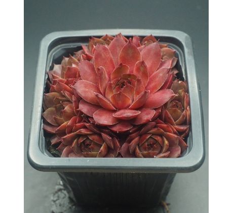 Sempervivum IMPACT