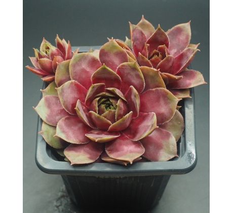 Sempervivum IN THE PINK