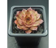 Sempervivum IOPHON