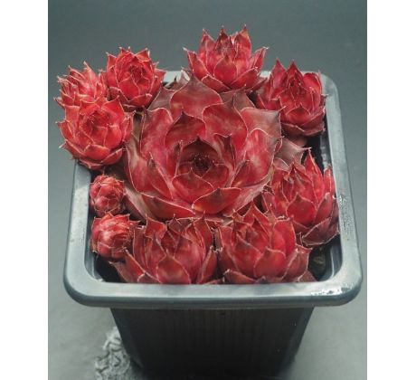 Sempervivum IRMINE