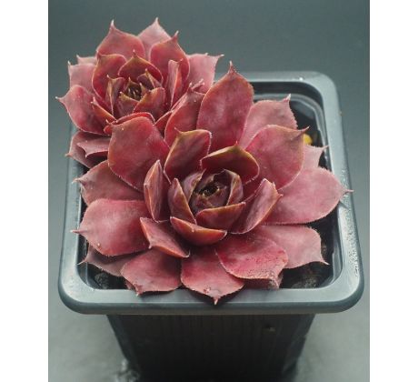 Sempervivum JENTINA