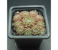 Sempervivum JIM KNOPF