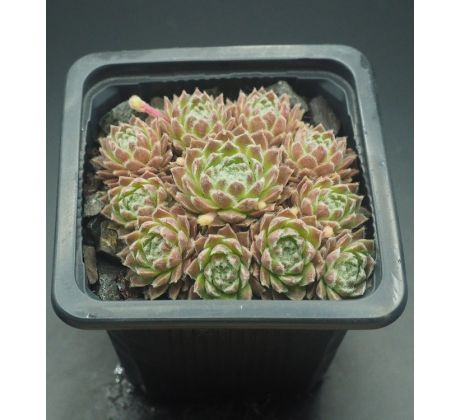 Sempervivum JIM KNOPF