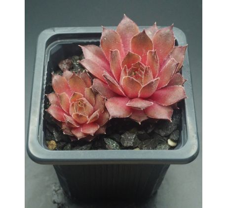 Sempervivum JIMMY