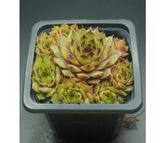 Sempervivum KAI