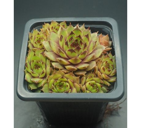 Sempervivum KAI