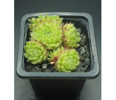 Sempervivum KIPUKA