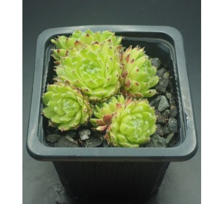 Sempervivum KIPUKA