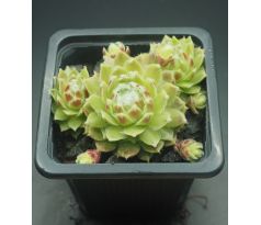 Sempervivum KORSPEL CHERRY