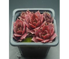 Sempervivum KORSPEL NOIR