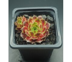 Sempervivum KORUND